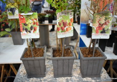 Het Fruit Kwartet van Fruithof.